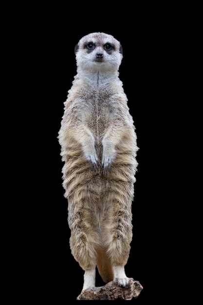 Meerkat en un fondo negro un retrato