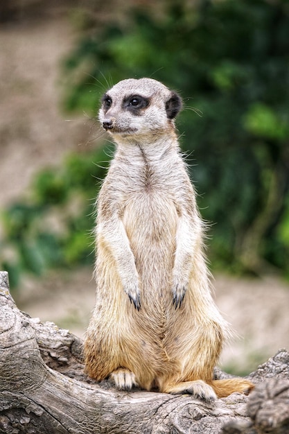Meerkat mirando hacia otro lado mientras está de pie en el tronco del árbol