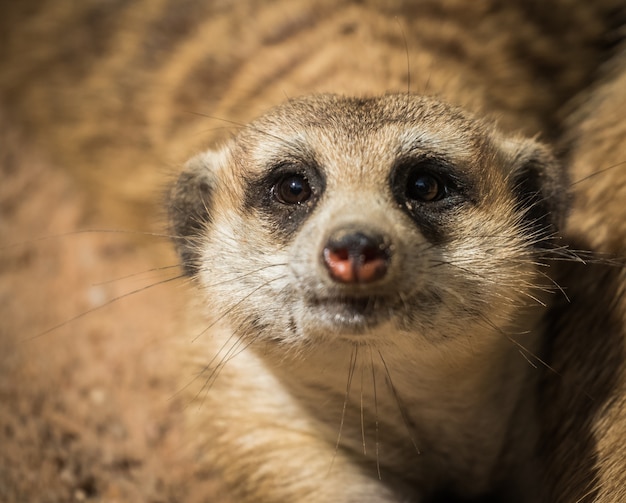 meerkat na natureza