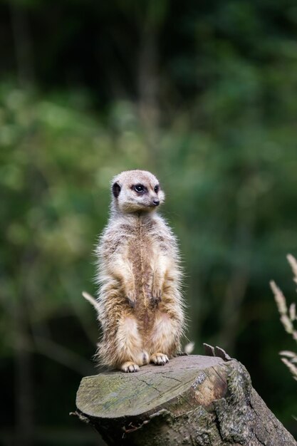 Foto meerkat no tronco da árvore