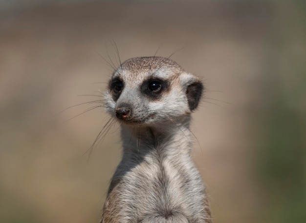 Meerkat o suricate es un pequeño carnívoro perteneciente a la familia de las mangostas