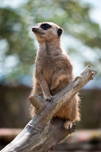 Meerkat o Suricate (Suricata suricatta) actuando como centinela para el grupo