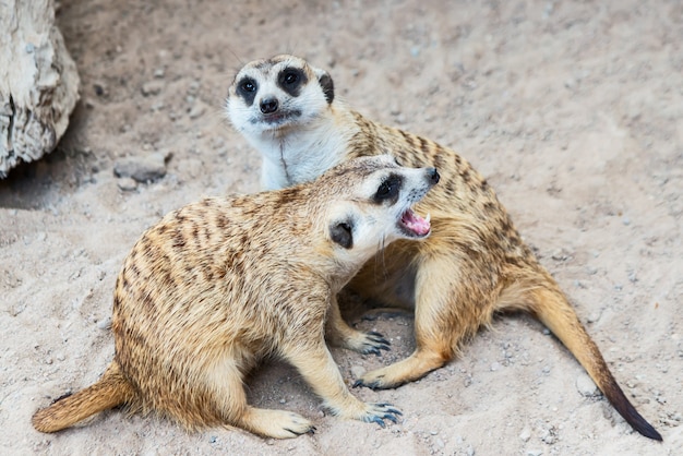 Foto meerkat observa os perigos iminentes.