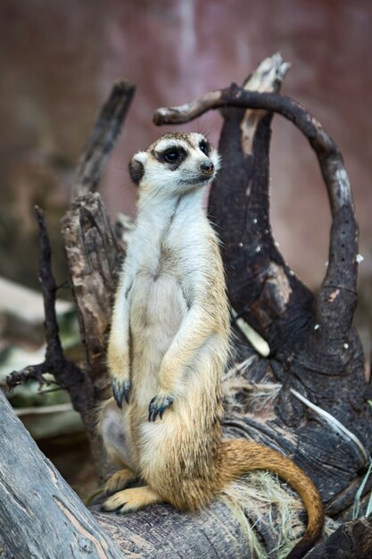 Meerkat observa los peligros inminentes.