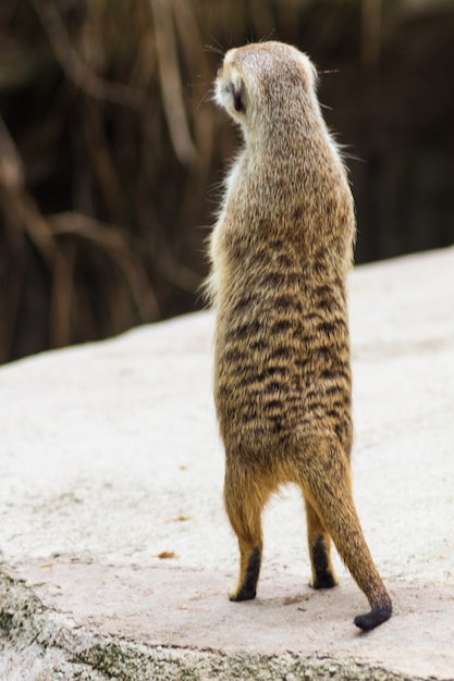 Meerkat olhando para a distância