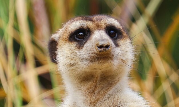 Meerkat ou suricate de pé em uma rocha na floresta