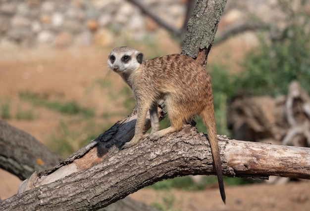 Meerkat ou suricate é um pequeno carnívoro pertencente à família dos mangustos