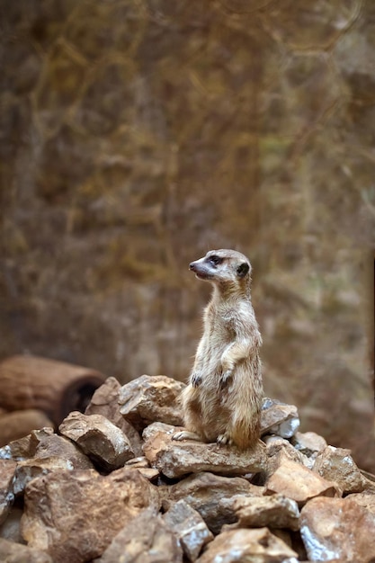 Meerkat ou Suricate em pé na rocha