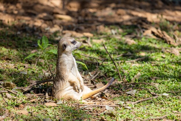 Meerkat en el parque zoológico