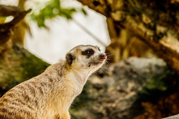 Meerkat-Porträt auf der Uhr im Wald