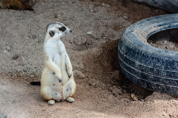 Meerkat sentado en la arena