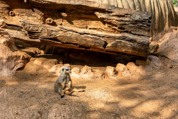 Meerkat se sienta junto a un árbol podrido