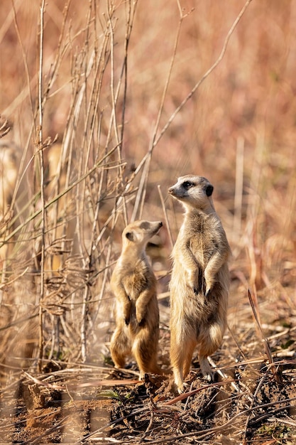 Foto meerkat sitzt auf trockenem gras