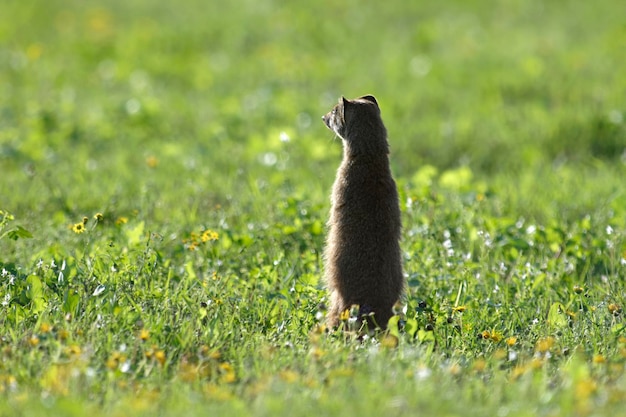 Foto meerkat steht auf einem grasbewachsenen feld