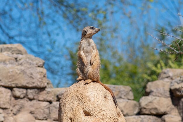 Foto meerkat suricata suricatta oder suricate kleine manguste in südafrika in seinem natürlichen lebensraum