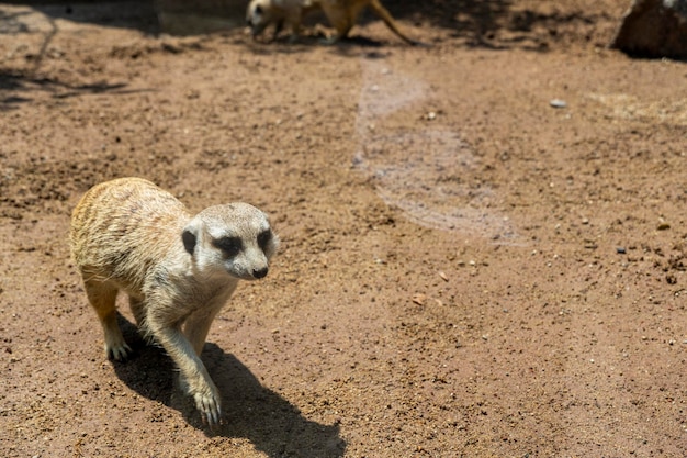 Meerkat Suricata suricatta sentada sobre una piedra descansando animal peludo mexico