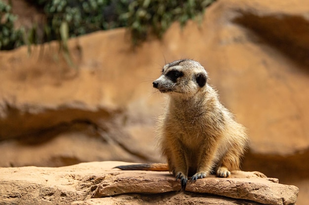 Meerkat Suricata suricatta sentado em uma pedra e olhando para longe