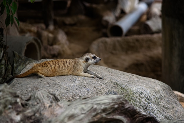 Meerkat, Suricata suricatta vivendo no chão