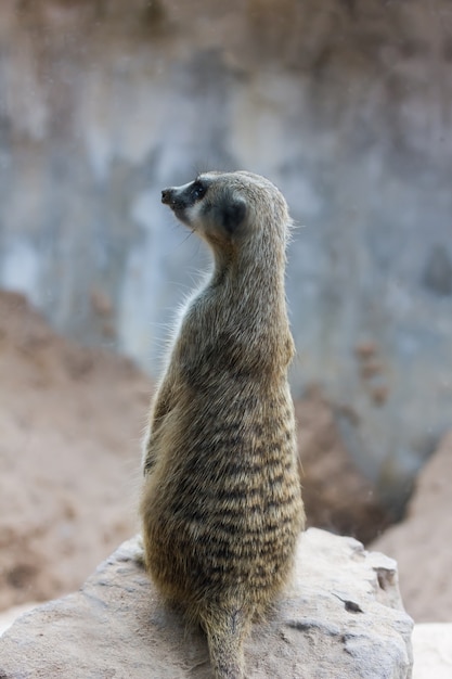 Meerkat (surikate) sentado no parque público