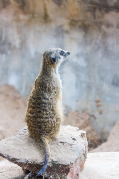 Meerkat (Surikate) sentado en el Zoo