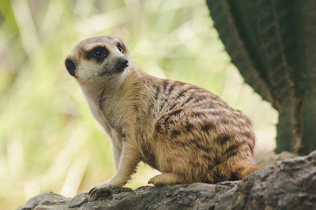 Meerkat tiene un tamaño de cuerpo pequeño. Es un mamifero