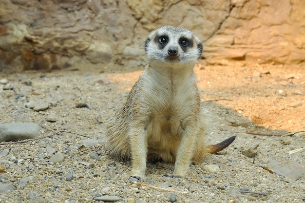 Meerkat