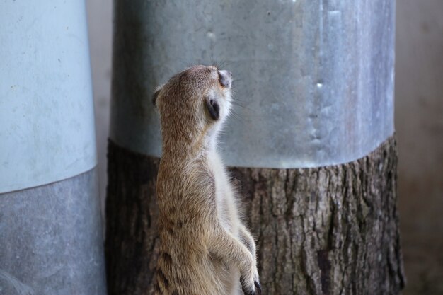 Meerkat