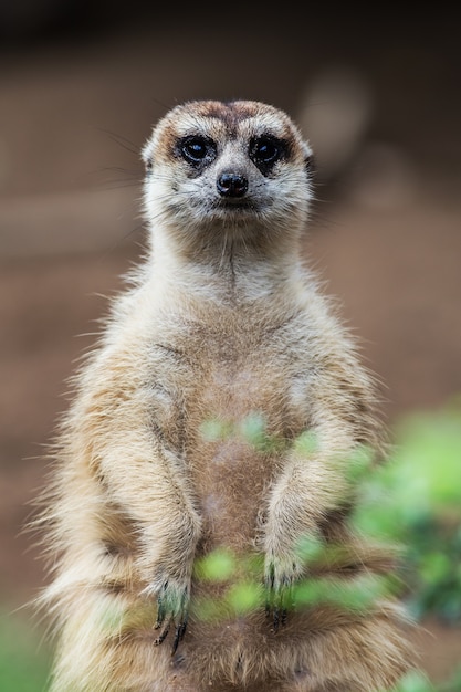 Foto meerkat