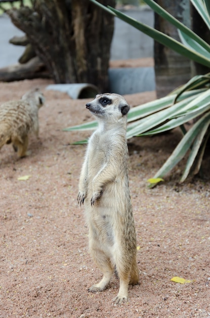 Meerkat