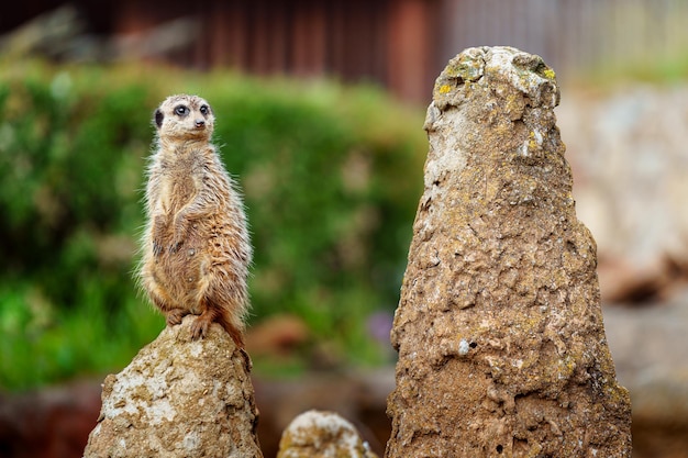 meerkat