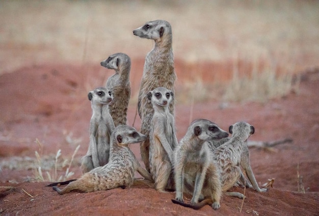 Meerkats descansando no campo