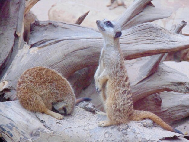 Meerkats en la madera en el zoológico