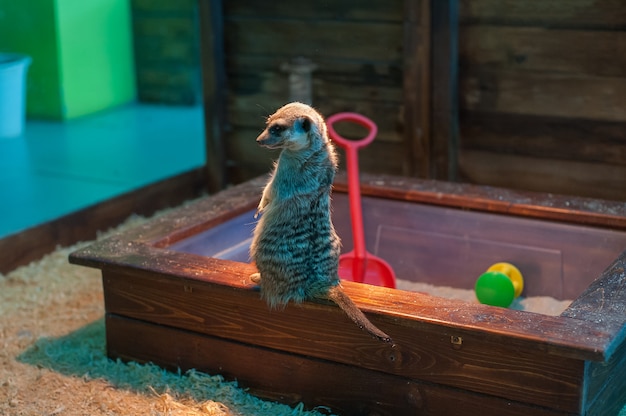 Meerkats no zoológico. suricate