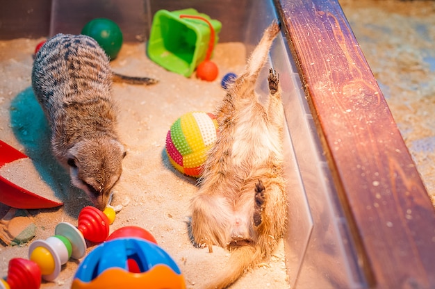 Meerkats no zoológico. Suricate