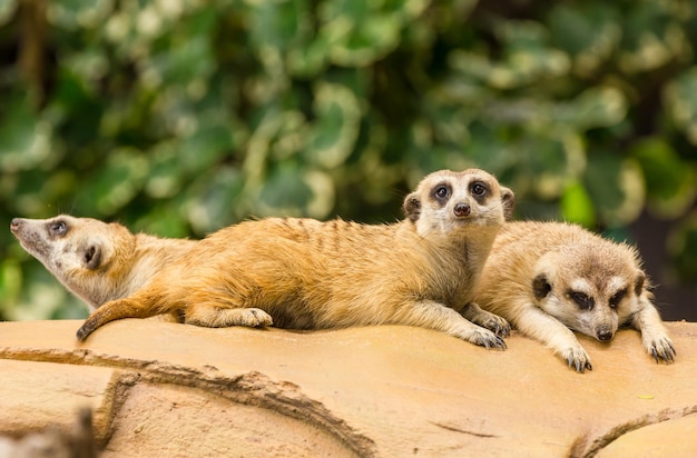 Meerkats relajándose en la roca