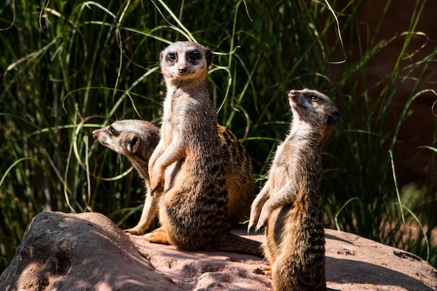 Meerkats en la roca en el zoológico