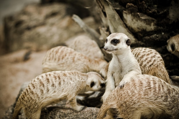 Meerkats en las rocas