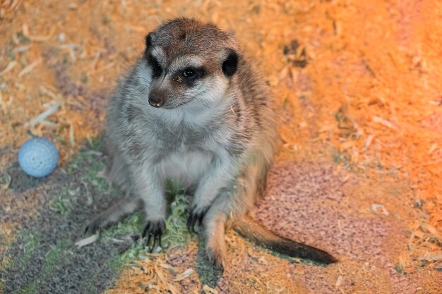 Meerkats en el zoológico. Suricate.