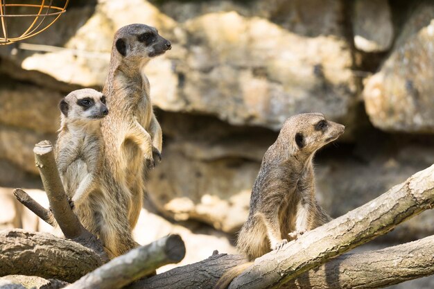 Foto meerkatzen auf holz