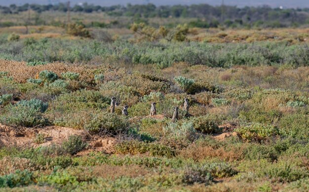 Foto meerkatzen in einer savanne in der nähe von oudtshoorn, südafrika