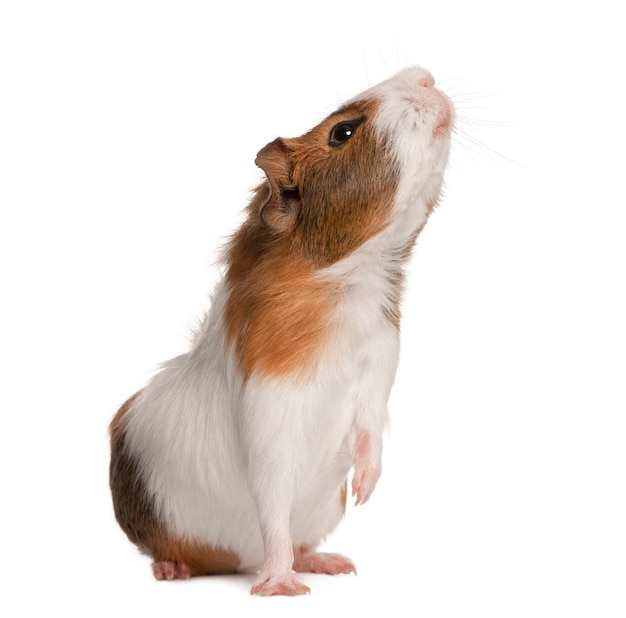 Meerschweinchen, Cavia porcellus, schnüffelnd