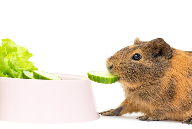 Meerschweinchen, das Gurke auf weißem Hintergrundfutter für Meerschweinchen isst