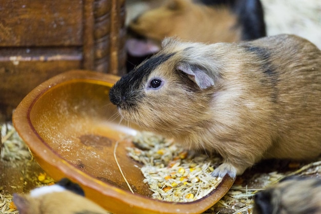 Meerschweinchen fressen Tierfutter