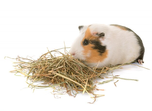 Meerschweinchen im Studio