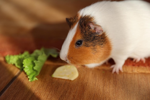 Meerschweinchen isst frischen grünen Salat