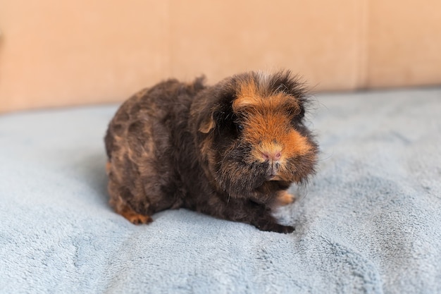 Meerschweinchen kurze Haare. Kurzhaariges Meerschweinchen, reinrassiges Merino-Meerschweinchen.