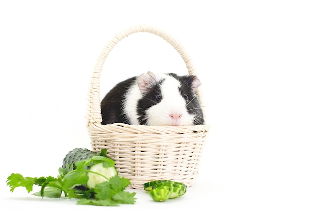 Meerschweinchen mit frischem Gemüse auf dem weißen Hintergrund