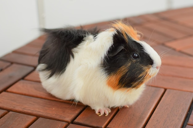 Meerschweinchen-Rosette-Detailansicht