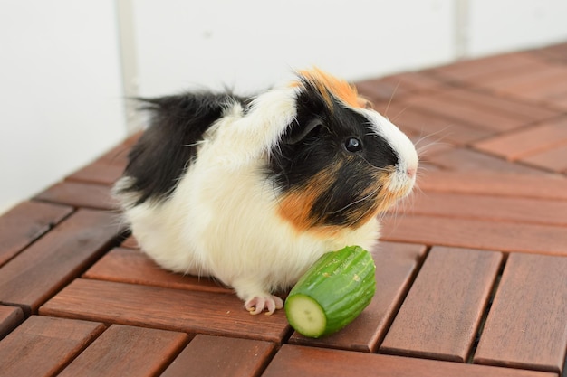 Foto meerschweinchen-rosette-detailansicht