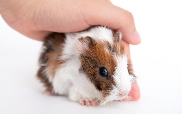 Meerschweinchen vor weißem Hintergrund, Handpflege, Meerschweinchen, Haustiere